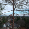 PMC tree service